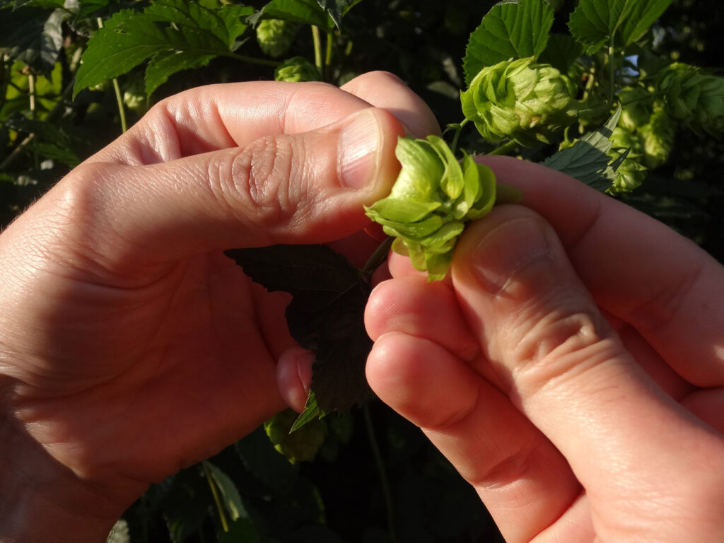 Hopfen der Welt